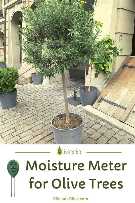 moisture meter for olive trees|olive tree moisture meter.